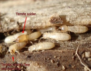 Home Inspection Termite